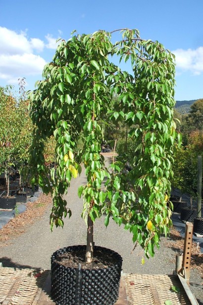 Черешня / Вишня плакуча штамбова|Prunus cerasus / avium forma shtamb|Черешня / Вишня плакучая штамбовая 